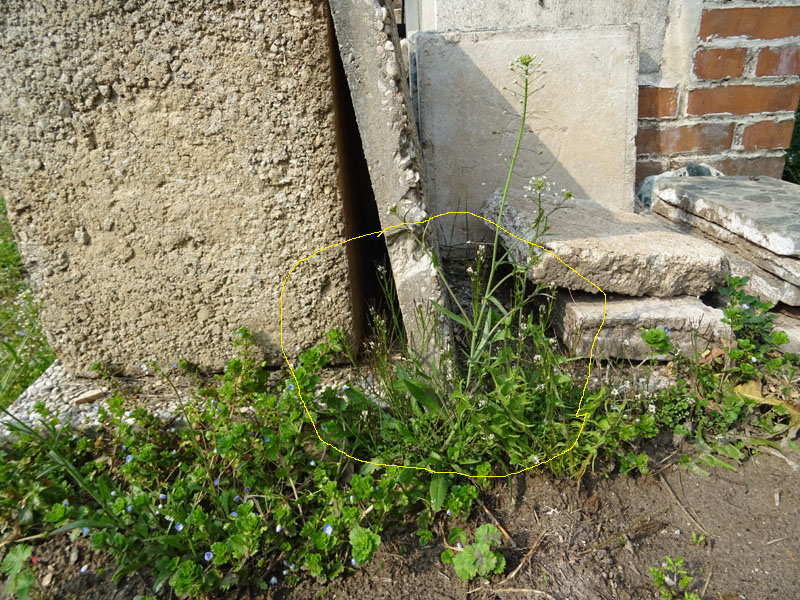 Cardamine hirsuta - Brassicaceae (Cruciferae)